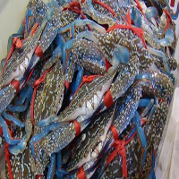 琼海海鲜活体空运